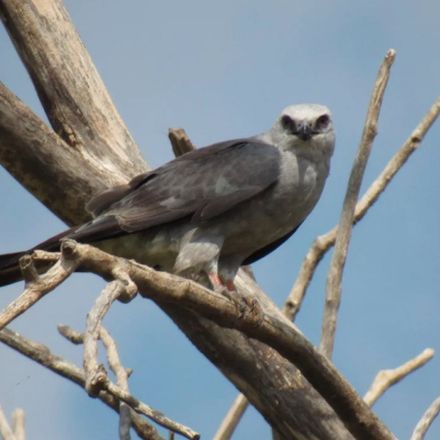 Mississippi Kite Jeff Tibbits